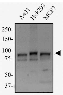 Western Blot: Transportin 1 Antibody (D45)BSA Free [NB600-1397]
