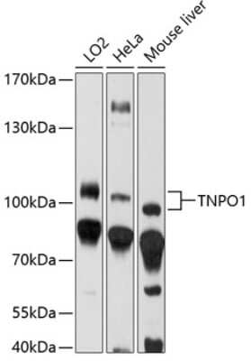 Western Blot: Transportin 1 AntibodyBSA Free [NBP2-94765]