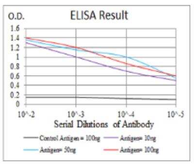 ELISA: Transthyretin/Prealbumin Antibody (2E10C5) - BSA Free [NBP2-52575]