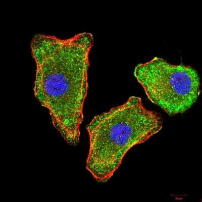 Immunocytochemistry/ Immunofluorescence: Transthyretin/Prealbumin Antibody (2E10C5) - BSA Free [NBP2-52575]