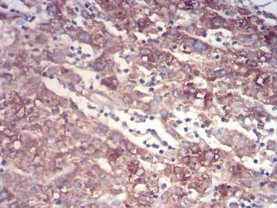 Immunohistochemistry-Paraffin: Transthyretin/Prealbumin Antibody (2E10C5) - BSA Free [NBP2-52575]