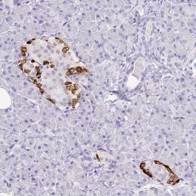 Immunohistochemistry-Paraffin: Transthyretin/Prealbumin Antibody (CL0290) [NBP2-52905]