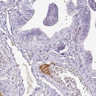 Immunohistochemistry-Paraffin: Transthyretin/Prealbumin Antibody (CL0290) [NBP2-52905]