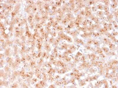Immunohistochemistry-Paraffin: Transthyretin/Prealbumin Antibody (TTR/4292) [NBP3-07742]