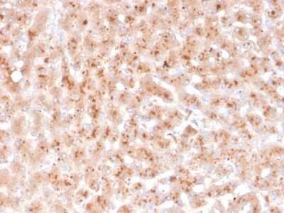 Immunohistochemistry-Paraffin: Transthyretin/Prealbumin Antibody (TTR/4292) - Azide and BSA Free [NBP3-08765]