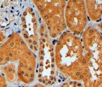 Immunohistochemistry-Paraffin: Trim11 Antibody [NB100-1214]