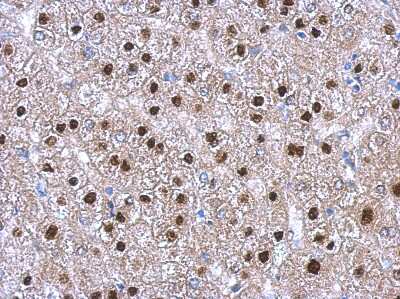 Immunohistochemistry-Paraffin: Trim11 Antibody [NBP2-20705]