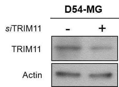 Western Blot: Trim11 Antibody [NB100-1214]