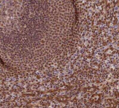 Immunohistochemistry-Paraffin: Trim22 Antibody [NBP1-81795]