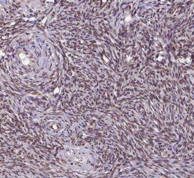 Immunohistochemistry-Paraffin: Trim22 Antibody [NBP1-81795]