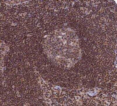 Immunohistochemistry-Paraffin: Trim22 Antibody [NBP1-81795]