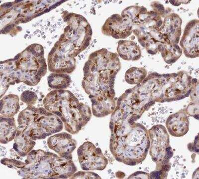 Immunohistochemistry-Paraffin: Trim22 Antibody [NBP1-81795]