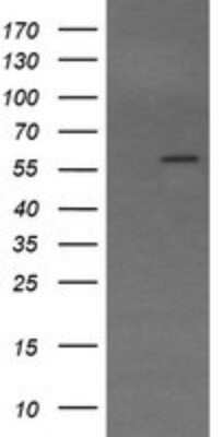 Western Blot: Trim22 Antibody (OTI1D11)Azide and BSA Free [NBP2-74608]