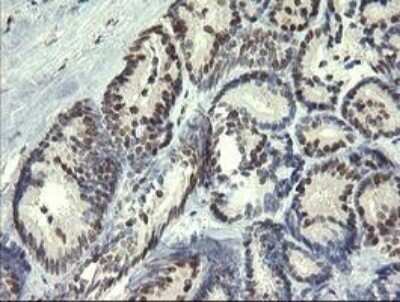 Immunohistochemistry-Paraffin: Trim22 Antibody (OTI1D11) [NBP2-46013]