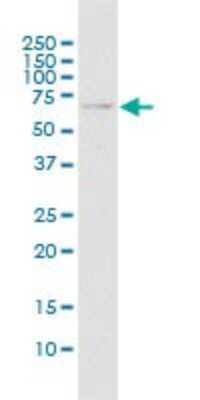 Western Blot: Trim22 Antibody [H00010346-B01P]