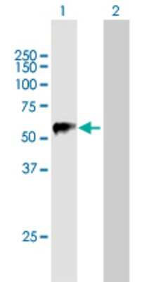 Western Blot: Trim22 Antibody [H00010346-B01P]