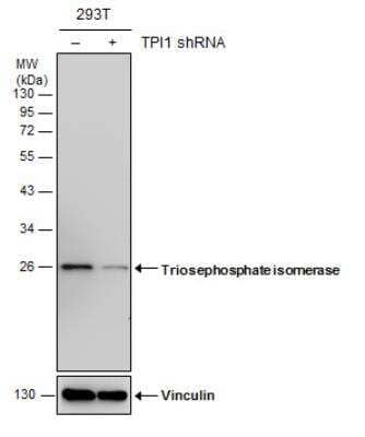 Western Blot: Triosephosphate isomerase Antibody (1111) [NBP2-43824]