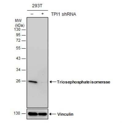 Western Blot: Triosephosphate isomerase Antibody (181) [NBP2-43761]