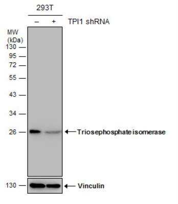 Western Blot: Triosephosphate isomerase Antibody (3711) [NBP2-43825]