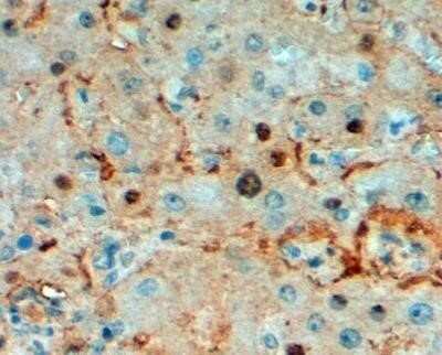 Immunohistochemistry-Paraffin: Triosephosphate isomerase Antibody [NB300-994]