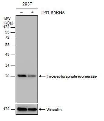 Western Blot: Triosephosphate isomerase Antibody [NBP1-31470]
