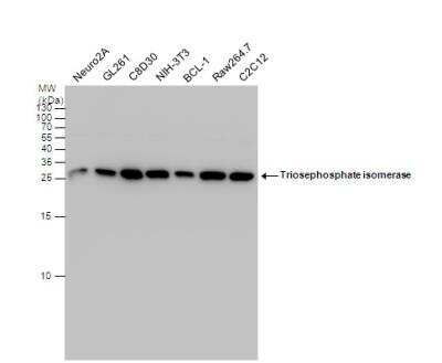 Western Blot: Triosephosphate isomerase Antibody [NBP1-31470]