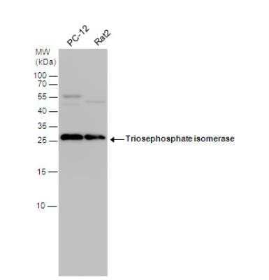Western Blot: Triosephosphate isomerase Antibody [NBP1-31470]