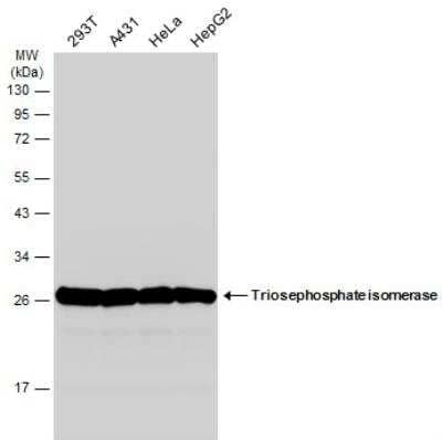 Western Blot: Triosephosphate isomerase Antibody [NBP1-31470]