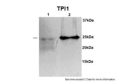 Western Blot: Triosephosphate isomerase Antibody [NBP1-52881]