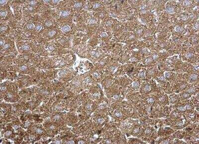Immunohistochemistry-Paraffin: Tripeptidyl-Peptidase I/TPP1 Antibody [NBP1-31758]