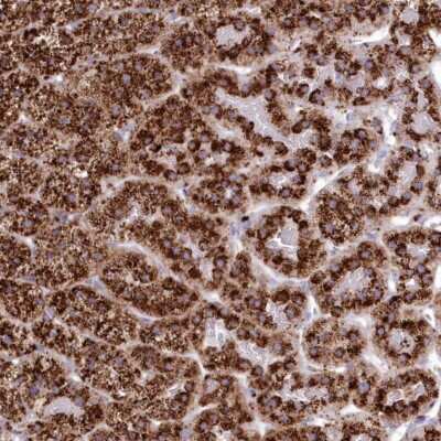 Immunohistochemistry-Paraffin: Tripeptidyl-Peptidase I/TPP1 Antibody [NBP1-85561]