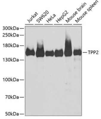 Western Blot: Tripeptidyl peptidase II AntibodyBSA Free [NBP2-93979]