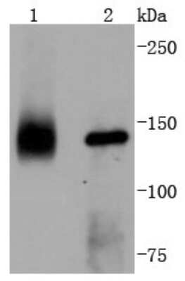 Western Blot: TrkA Antibody (JJ084-04) [NBP2-67473]