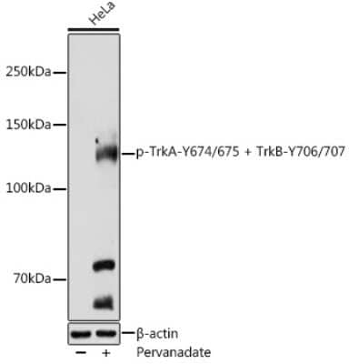 Western Blot: TrkA/B [p Tyr707, p Tyr675, p Tyr706, p Tyr674] AntibodyAzide and BSA Free [NBP3-16897]