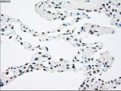 Immunohistochemistry-Paraffin: TrkB Antibody (OTI2E1) [NBP1-47898]