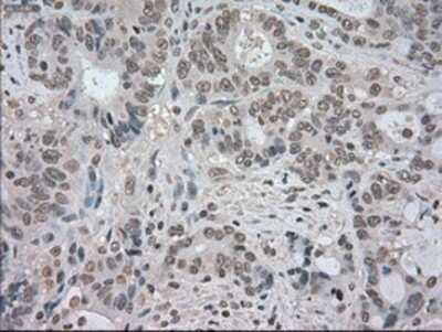 Immunohistochemistry-Paraffin: TrkC Antibody (OTI2B8) [NBP1-47900]