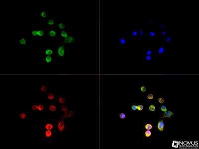 Immunocytochemistry/ Immunofluorescence: TrkC Antibody [NB100-98829]