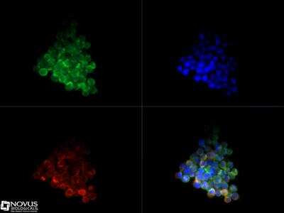 Immunocytochemistry/ Immunofluorescence: TrkC Antibody - BSA Free [NBP2-15185]