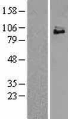 Western Blot: TrkC Overexpression Lysate [NBL1-13838]