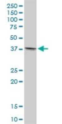 Western Blot: Tropomodulin 4 Antibody [H00029765-B01P]