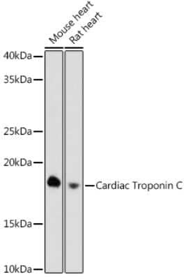 Western Blot: Troponin C (cardiac) Antibody (8Z4V9) [NBP3-16280]