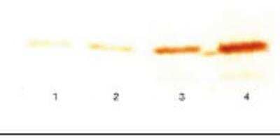 Western Blot: Troponin I Type 3 (cardiac) Antibody (16A11cc) [NB100-73082]