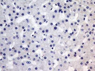 Immunohistochemistry-Paraffin: Troponin I Type 3 (cardiac) Antibody (1E10) - BSA Free [NBP2-35337]