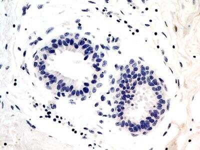 Immunohistochemistry-Paraffin: Troponin I Type 3 (cardiac) Antibody (2C9) - BSA Free [NBP2-35336]