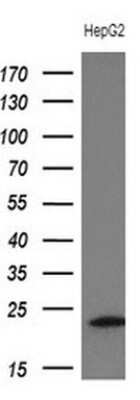 Western Blot: Troponin I type 2 (fast skeletal) Antibody (OTI3A11)Azide and BSA Free [NBP2-74640]