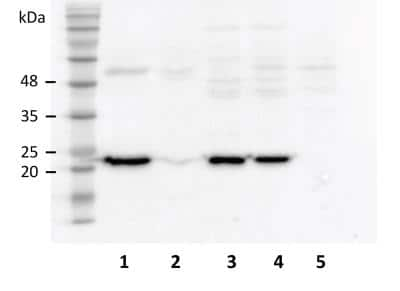 Western Blot: Troponin I type 2 (fast skeletal) Antibody [NBP2-26200]