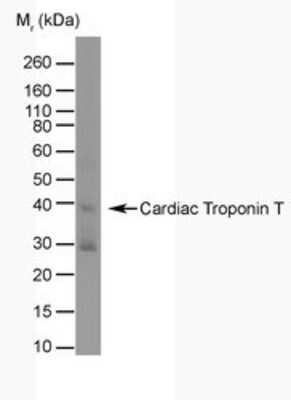 Western Blot: Troponin T Type 2 (cardiac) Antibody (BGN/1288/44)BSA Free [NB100-66490]