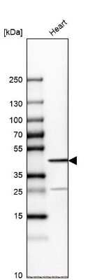 Western Blot: Troponin T Type 2 (cardiac) Antibody [NBP1-88069]