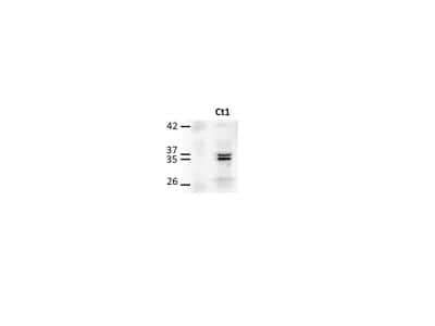 Western Blot: Troponin T type 1 (slow skeletal) Antibody [H00007138-B01P]