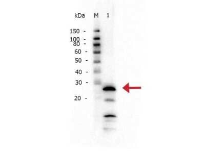 Western Blot: Trypsin 1/PRSS1 Antibody [NBP2-44111]